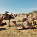 Negev Camel ranch